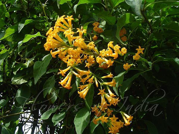 Orange Cestrum